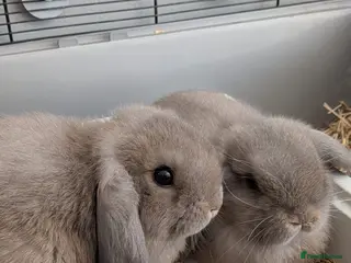 Mini Lop rabbits 3 male mini lips - Advert 1