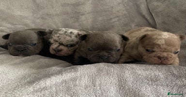 French Bulldog dogs - Advert 15