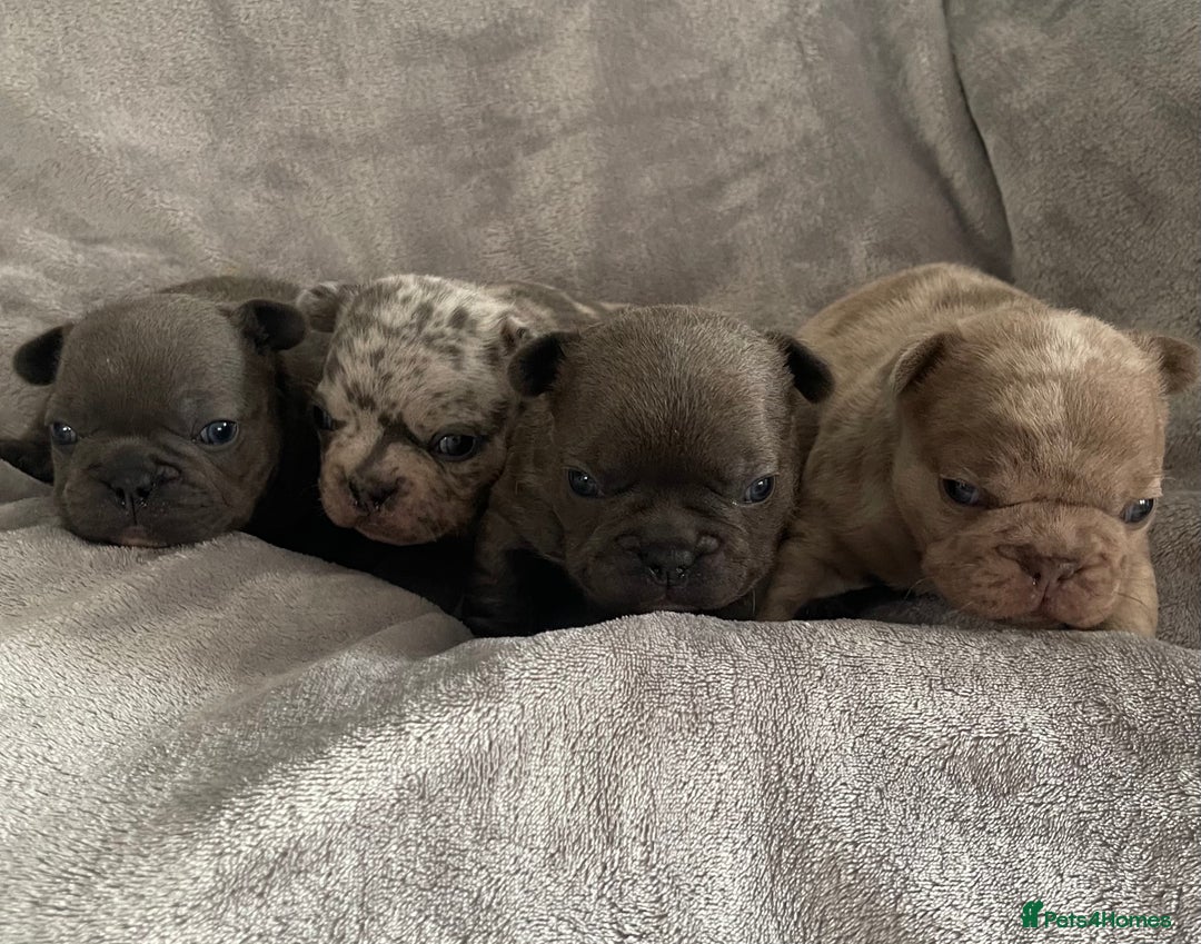 French Bulldog dogs for sale: French bulldog puppies.  - Image 3