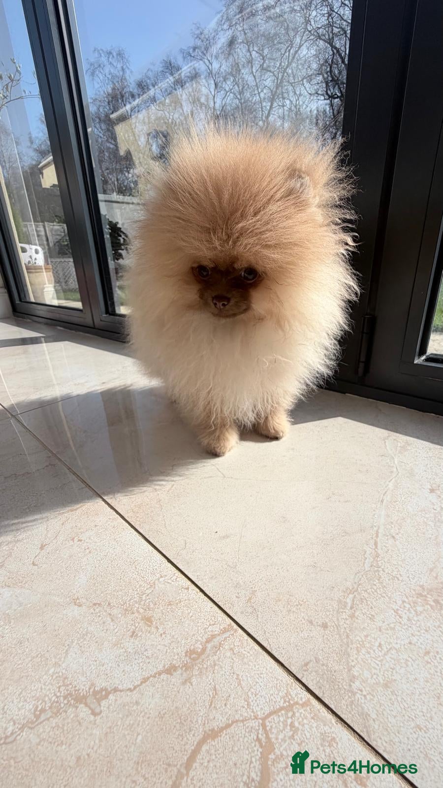 Pomeranian dogs Stunning Light Chocolate KC Girl Available - Advert 6