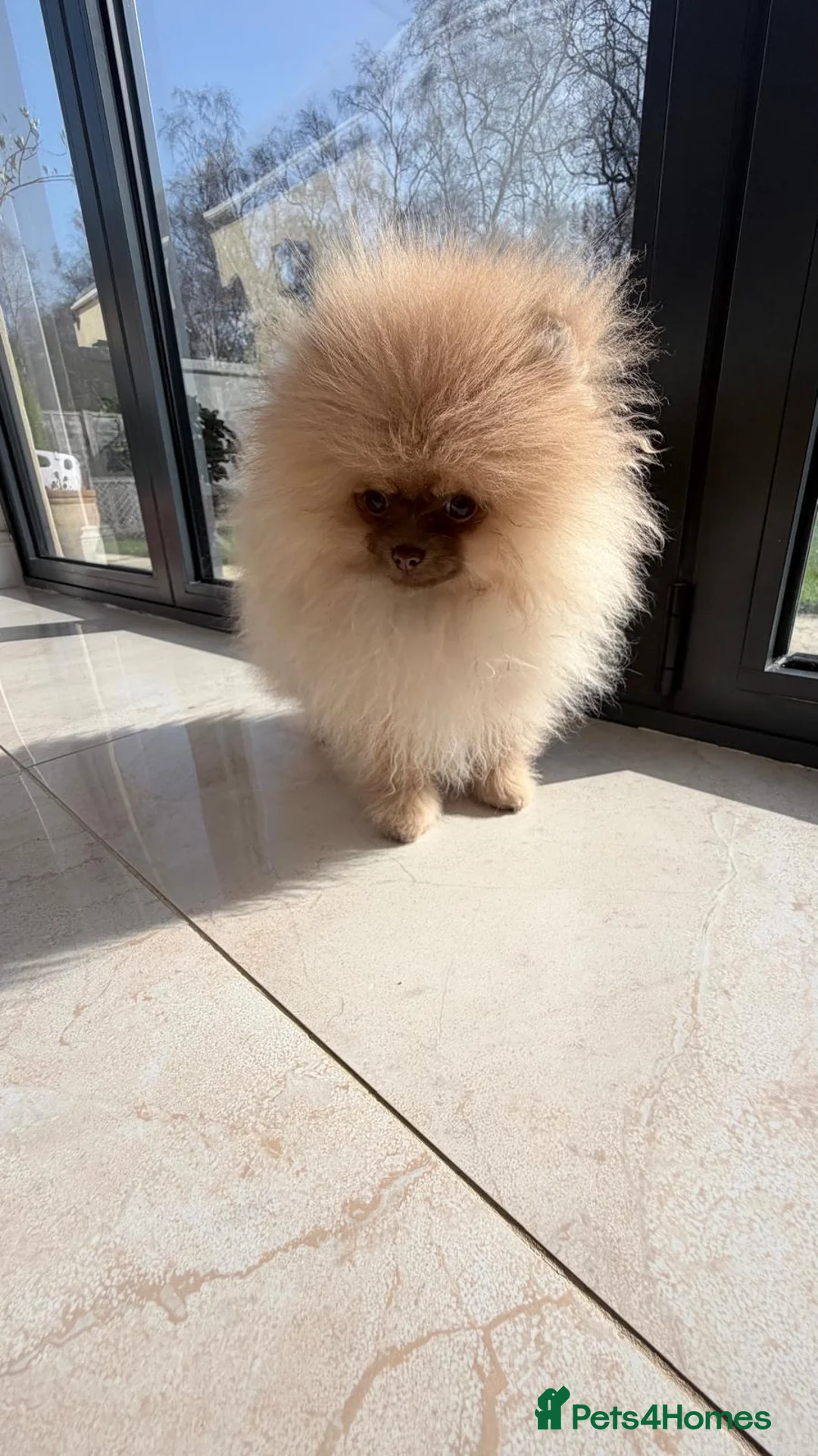Pomeranian dogs for sale: Stunning Light Chocolate KC Girl Available - Advert 1