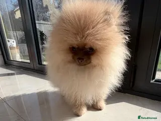 Pomeranian dogs Stunning Light Chocolate KC Girl Available - Advert 10