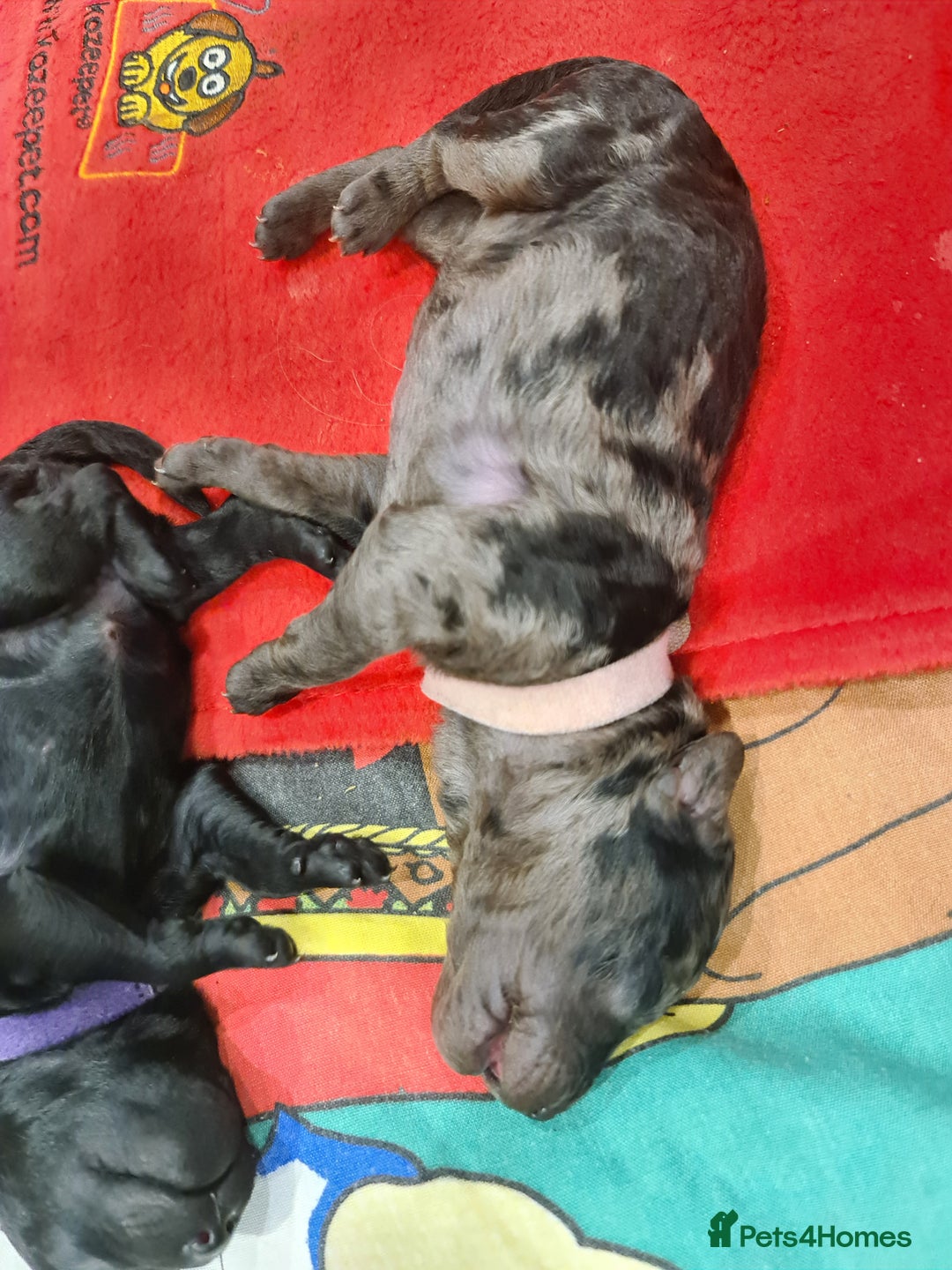 Cockapoo dogs for sale: ADORABLE F2B COCKAPOO PUPPIES 🐶 😍  - Image 5