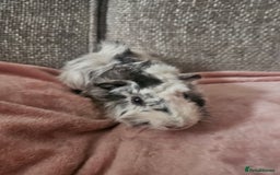 Guinea Pig rodents for sale: 2 Male Guinea Pigs (Boars) - Image 2