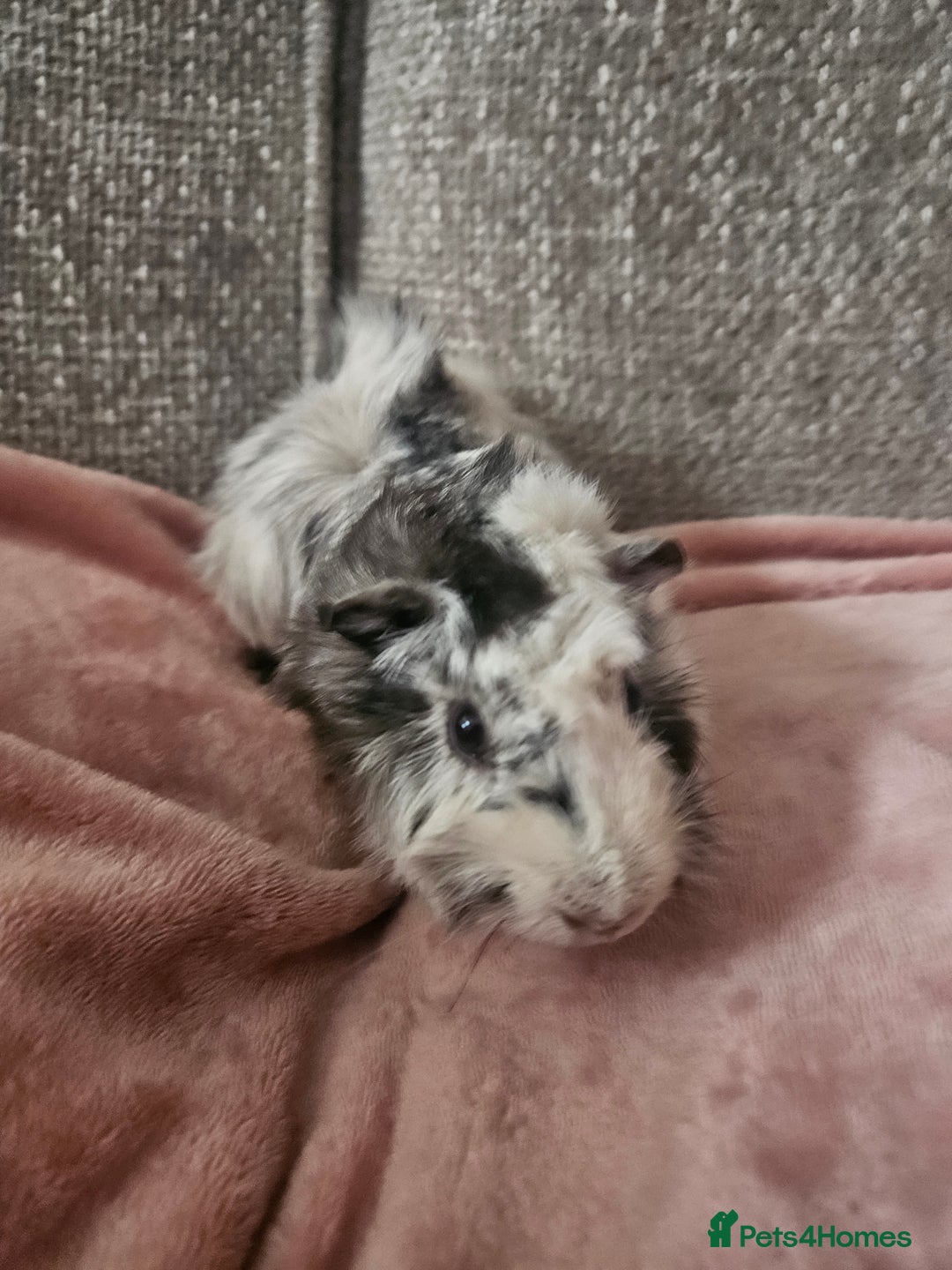 Guinea Pig rodents for sale: 2 Male Guinea Pigs (Boars) - Image 2
