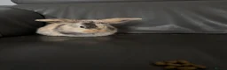 Mini Lop rabbits for sale: Beautiful Purebred Mini Lop Baby Rabbits - Advert 4