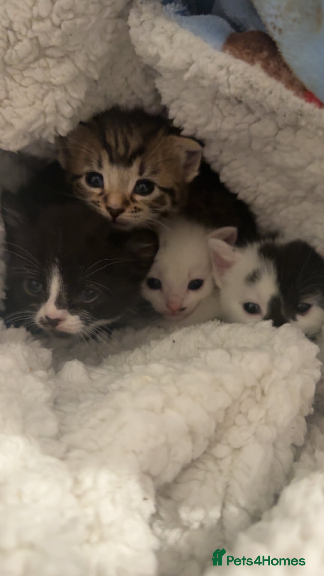 Mixed Breed cats for sale: Kittens  - Advert 2