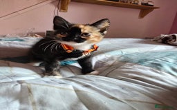 Mixed Breed cats for sale: Stunning, active kittens - Image 5