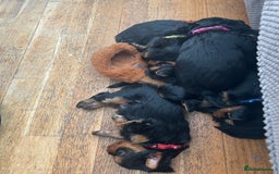 Yorkshire Terrier dogs for sale: Ready to leave  - Image 9