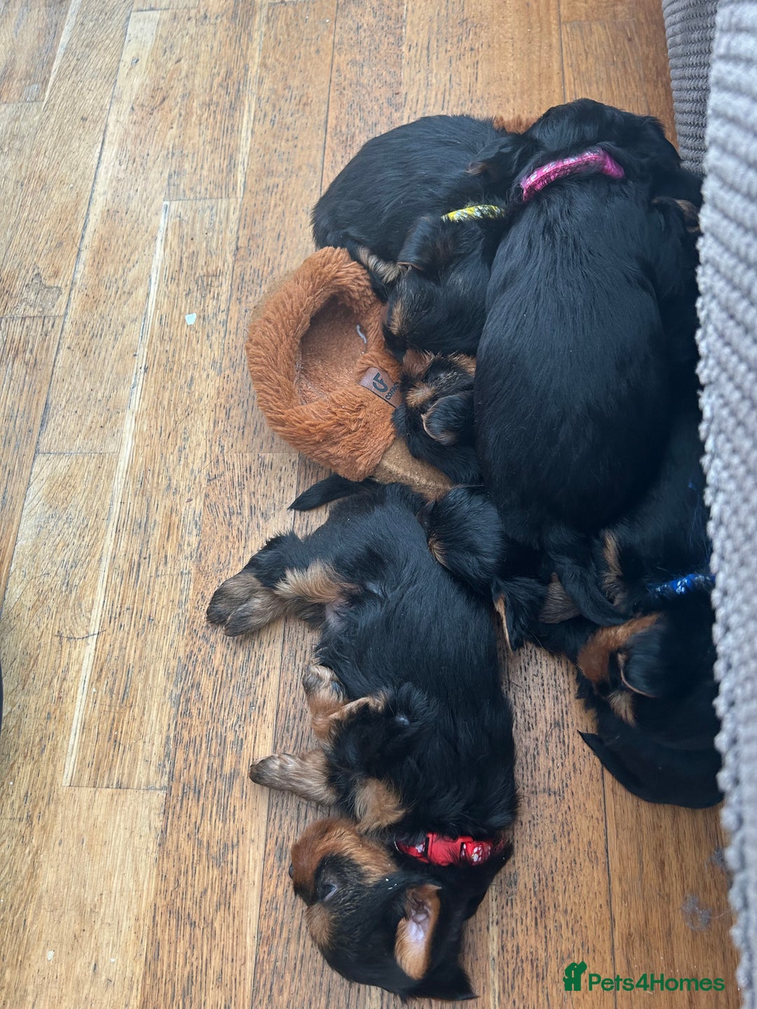 Yorkshire Terrier dogs for sale: Ready to leave  - Image 9