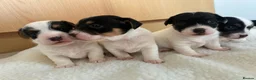 Jack Russell dogs for sale: Beautiful Jack Russel puppies for sale  - Advert 8