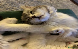 Persian cats for sale: Persian cross kittens  - Image 16