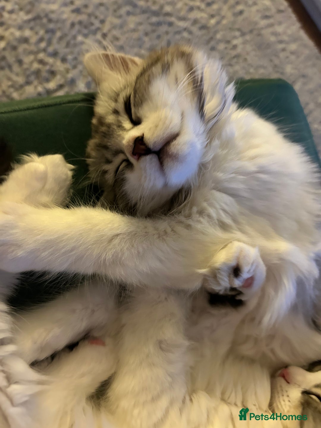 Persian cats for sale: Persian cross kittens  - Image 16