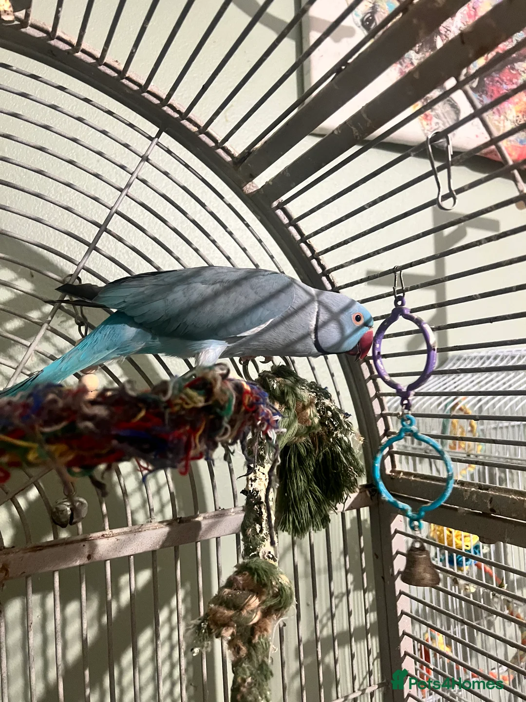 Ringnecks birds for sale: Bonded pair Indian Ringneck - Advert 5