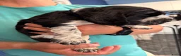 Cocker Spaniel dogs for sale: Beautiful blue roan cocker spaniel show puppies  - Advert 23