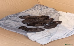 British Shorthair cats for sale: 4 Beautiful Black Kittens  - Image 21