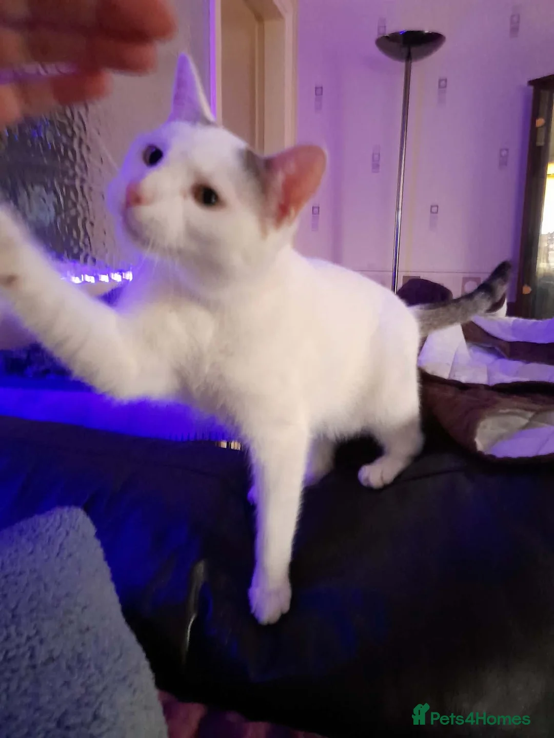 Mixed Breed cats for adoption: Beautiful Keanu and snow  - Advert 9