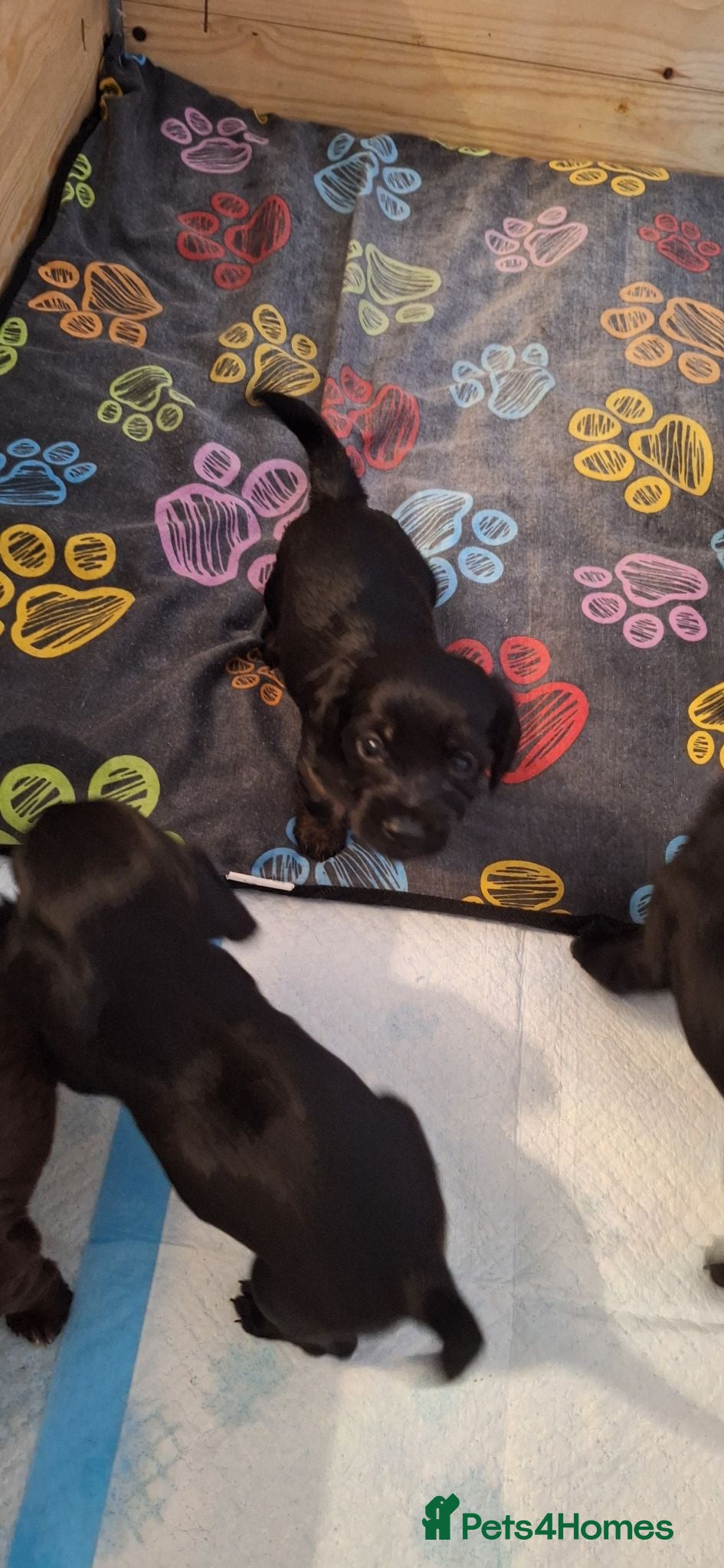 Mixed Breed dogs Cocker-Terripoo pups (cockerpoo) - Advert 17