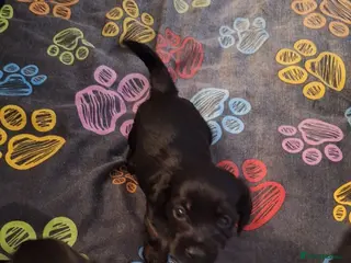 Mixed Breed dogs Cocker-Terripoo pups (cockerpoo) - Advert 17