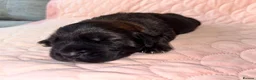 Mixed Breed dogs for sale: Saint bernewfies  - Advert 4