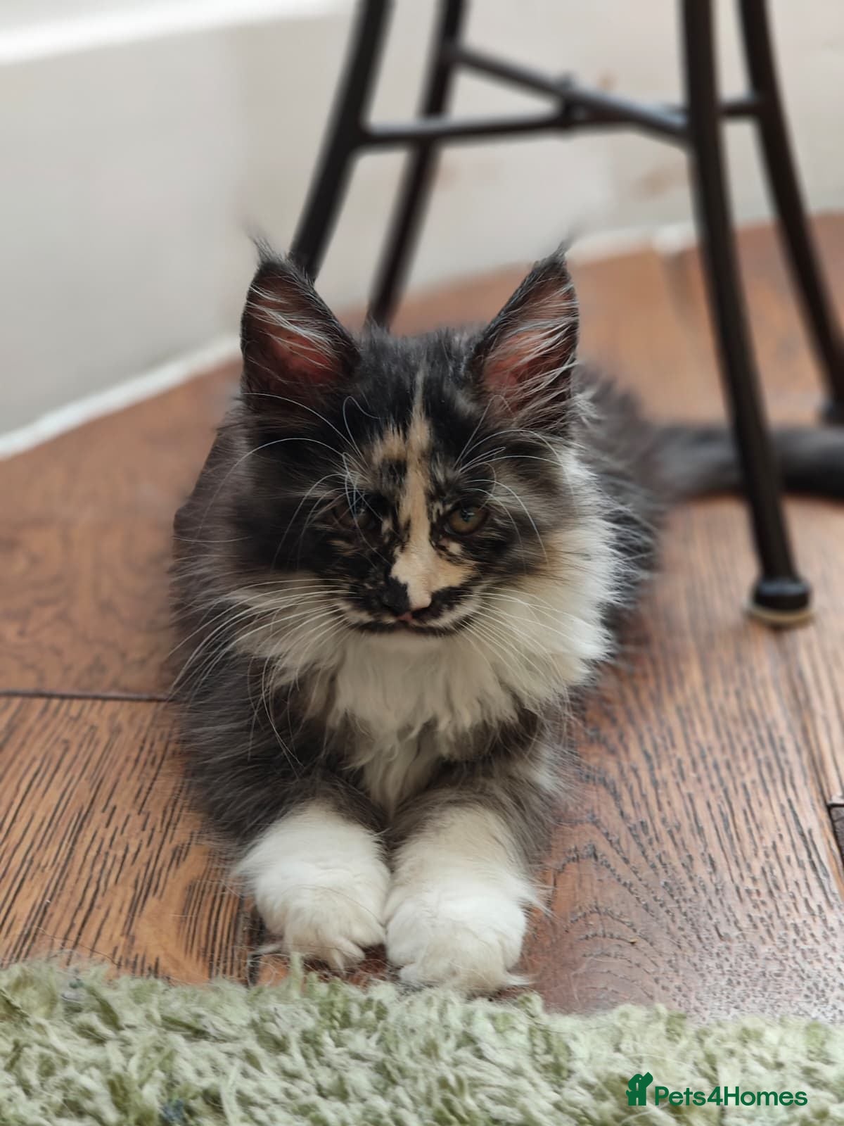 Maine Coon cats TICA registered Pedigree Maine Coon kittens - Advert 5