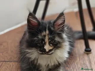 Maine Coon cats TICA registered Pedigree Maine Coon kittens - Advert 5