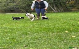 Border Collie dogs for sale: Border collies puppies - Image 34