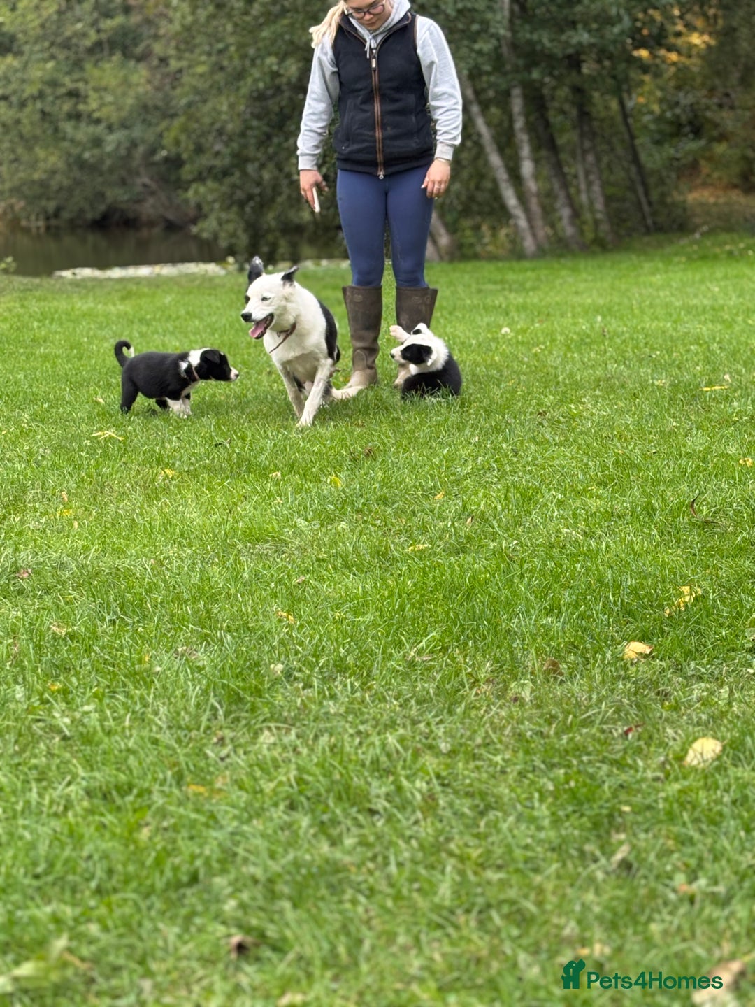 Border Collie dogs for sale: Border collies puppies - Image 34