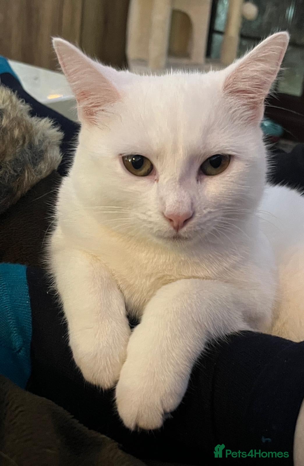 Mixed Breed cats SNOWDROP  - Advert 1