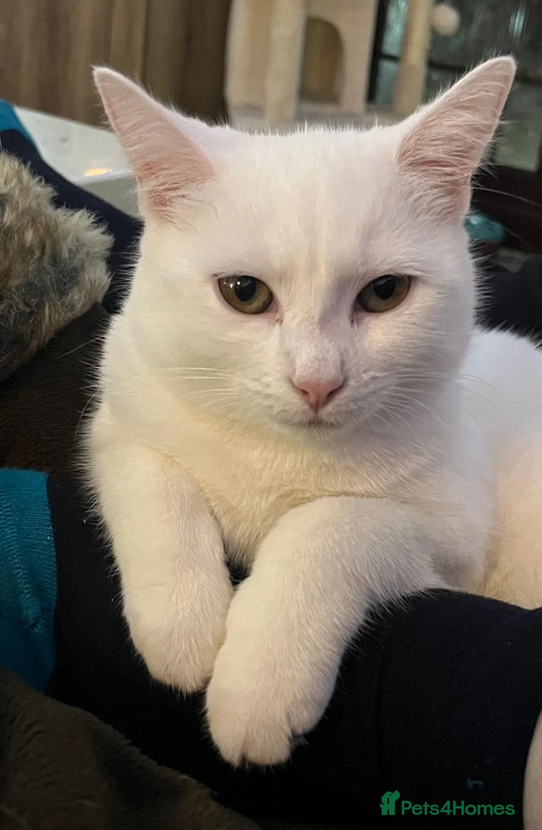 Mixed Breed cats for sale: SNOWDROP  - Advert 1