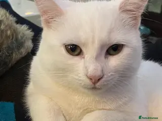 Mixed Breed cats SNOWDROP - Advert 1