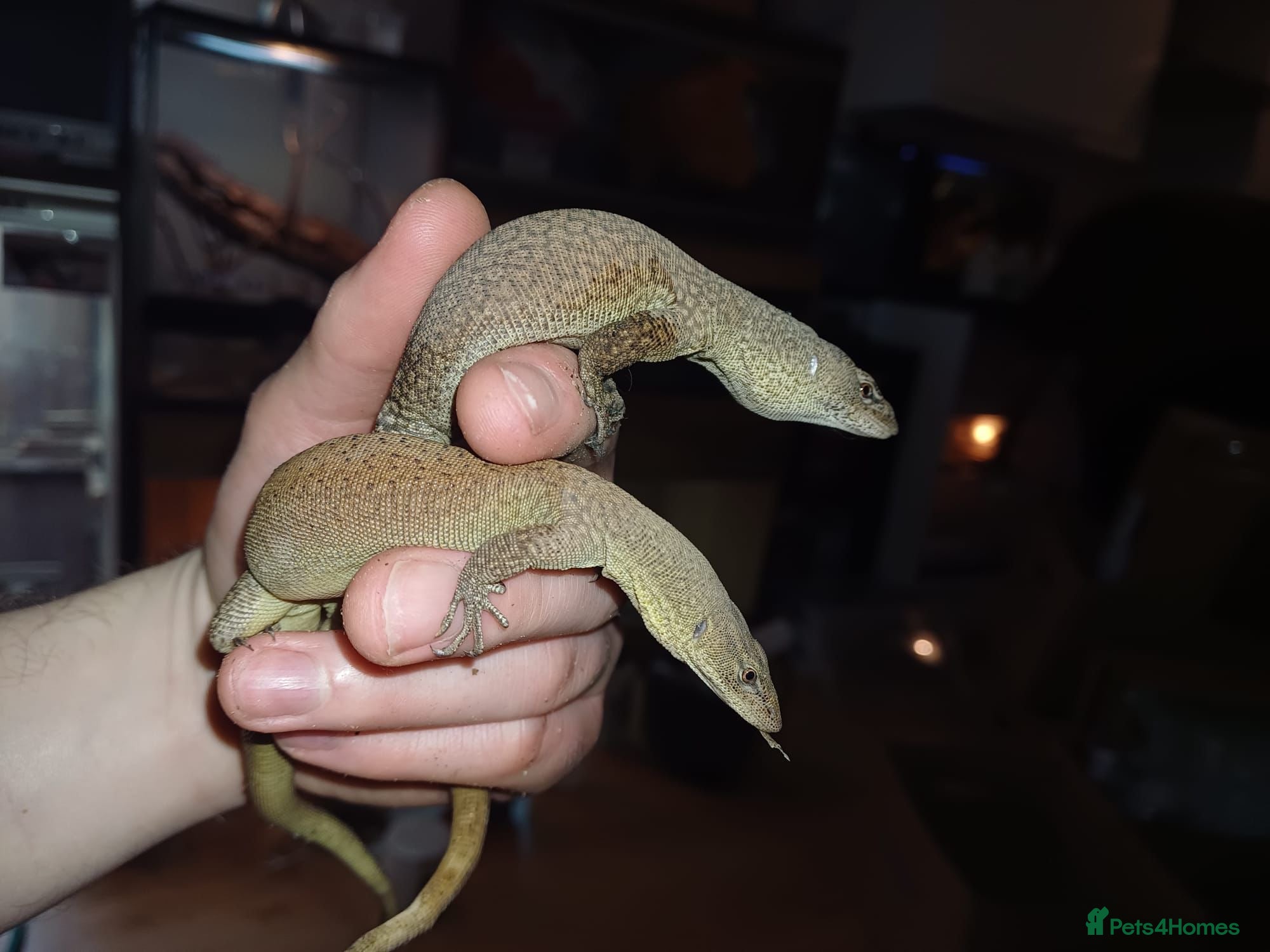 Monitor reptiles Pair of Kings monitors - Advert 1