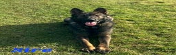 German Shepherd dogs for sale: Superb Working Line German Shepherds  - Advert 14