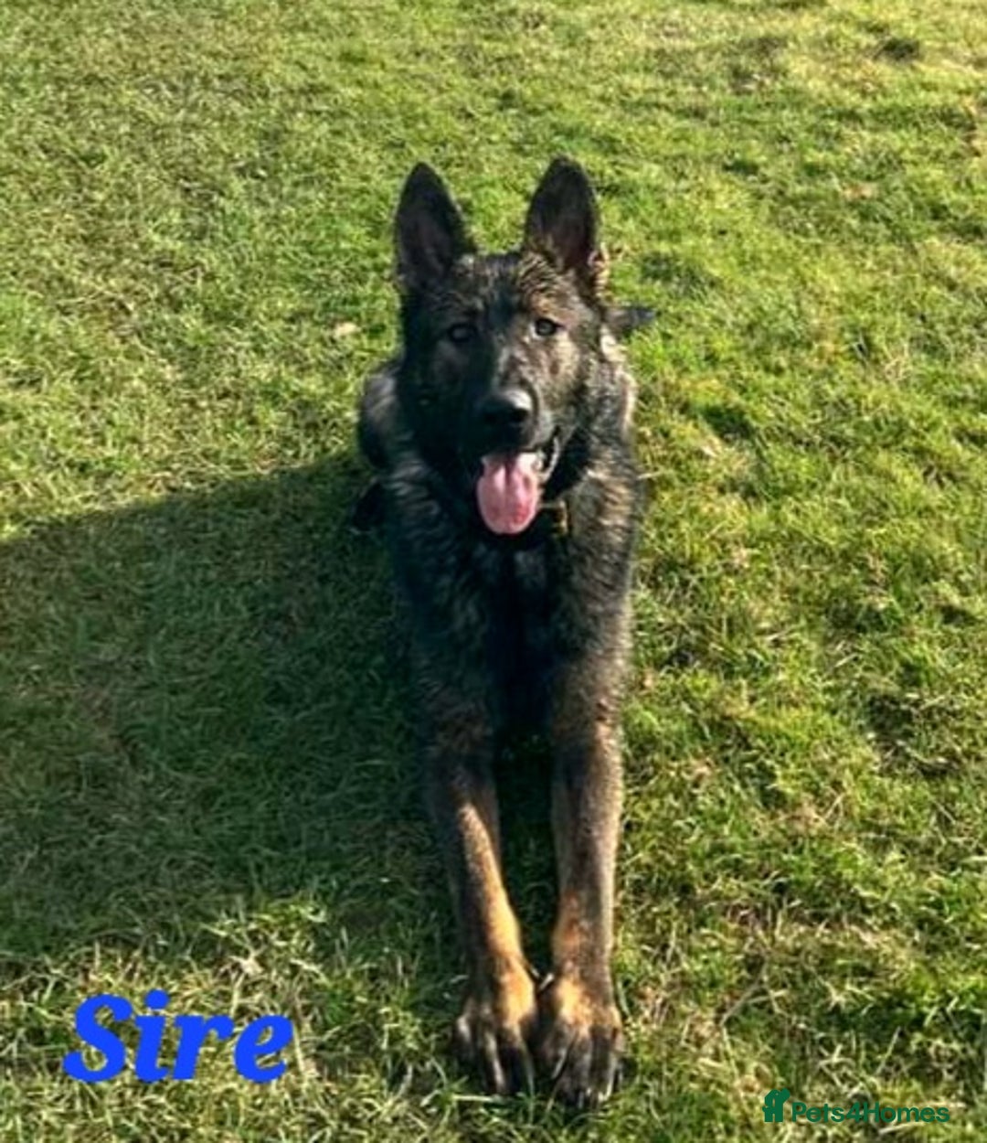 German Shepherd dogs for sale: Superb Working Line German Shepherds  - Advert 14