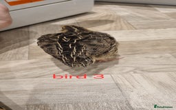 Quail poultry for sale: Coturnix quail three week old (not sexed)  - Image 4