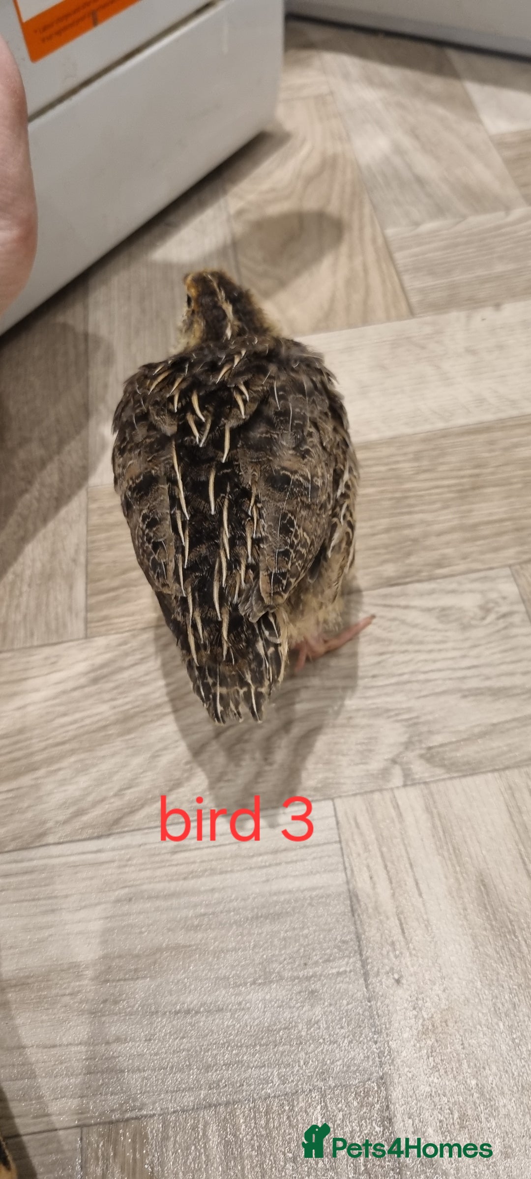 Quail poultry for sale: Coturnix quail three week old (not sexed)  - Image 4