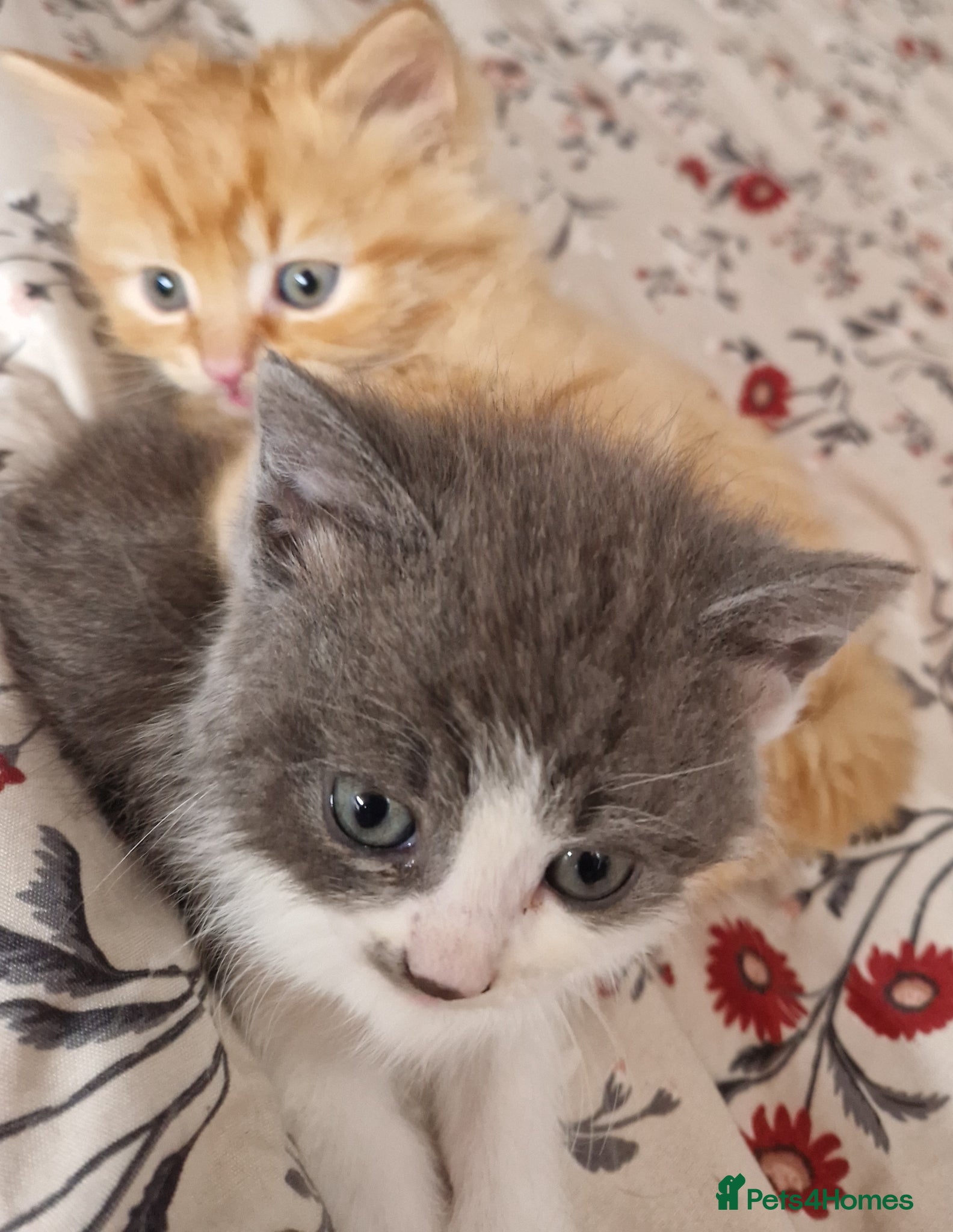 Mixed Breed cats 2 bouncy baby boys - Advert 2