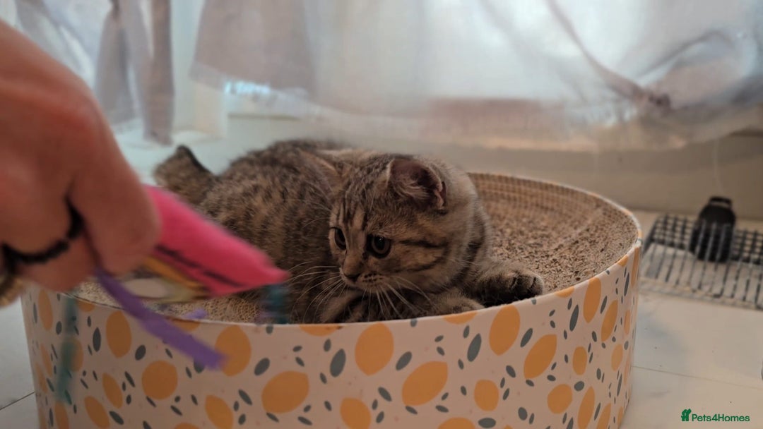 Scottish Fold cats for sale: Scottish fold kittens (price down due to holiday) - Image 19
