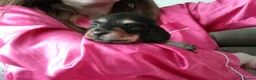 Miniature Dachshund dogs for sale: Stunning litter of Lh mini dachshunds  - Advert 16