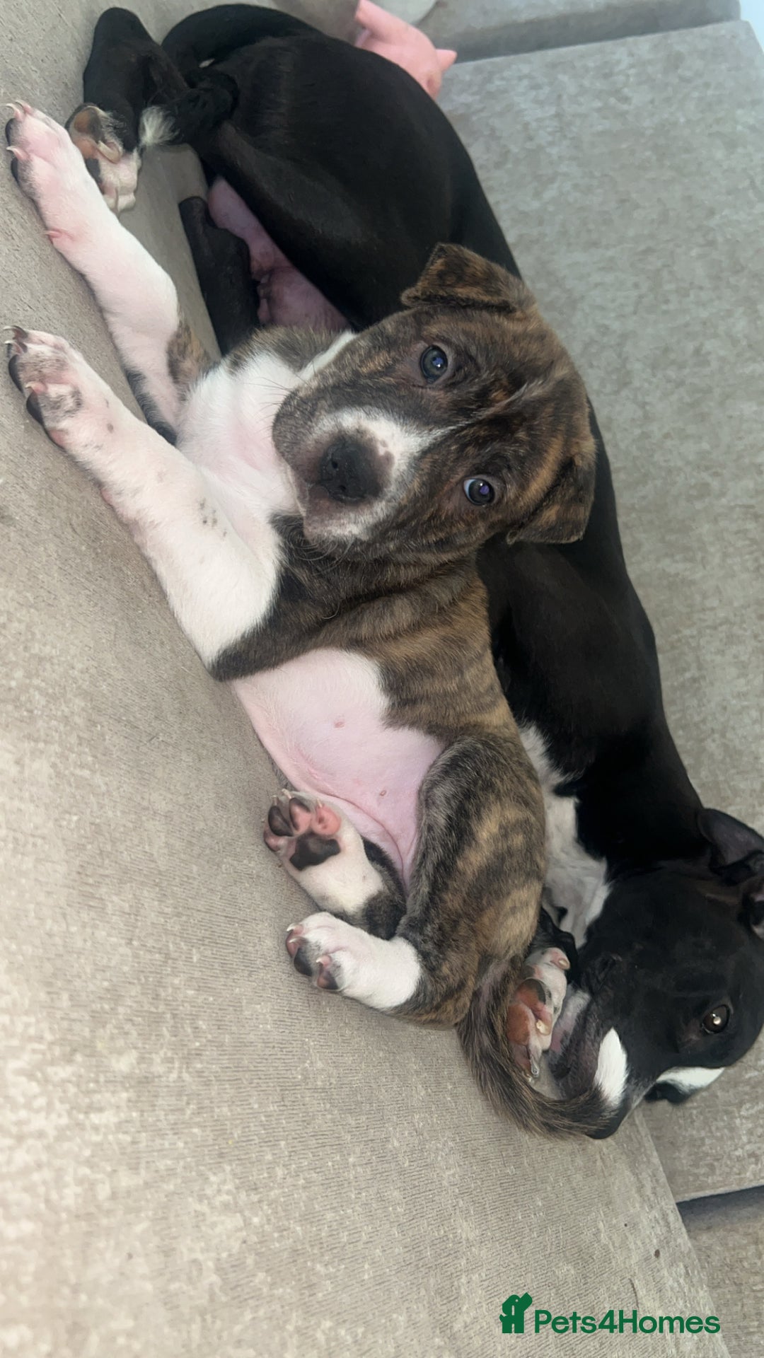 Mixed Breed dogs for sale: Shar pei cross girls  - Image 10