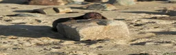 Sussex Spaniel dogs for sale: Sussex Spaniel Puppies Ready  in Pwllheli - Advert 5