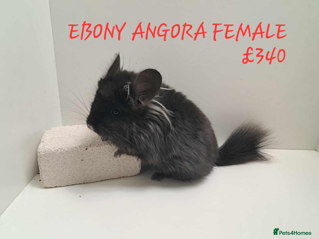 Chinchilla rodents for sale: STUNNING BABIES CHINCHILLA MIX COLOURS AND GENDER  - Image 19