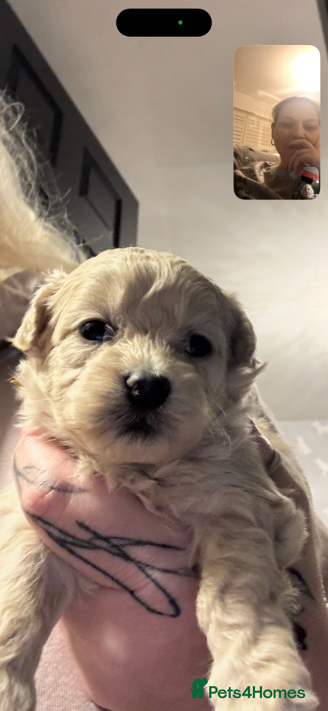 Maltipoo dogs for sale: Teddy bear maltipoo puppies  - Advert 3