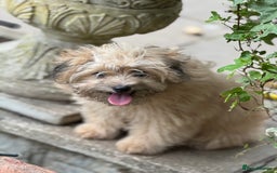 Pomapoo dogs for sale: Adorable pomapoo girl fully health tested parental in Southampton - Image 3