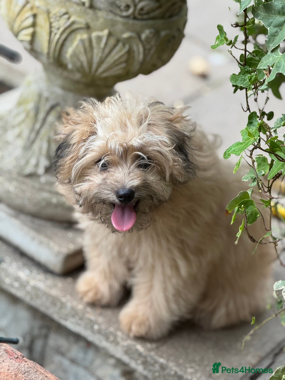 Pomapoo dogs for sale: Adorable pomapoo girl fully health tested parental in Southampton - Image 3