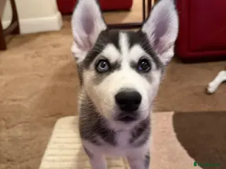 Siberian Husky dogs Last puppy looking for loving home - Advert 6