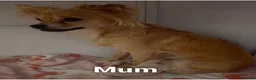 Pomchi dogs for sale: Beautiful playful well socialised Girl  - Advert 9