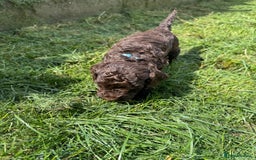 Cockapoo dogs for sale: F2 Cockapoo  - Image 3