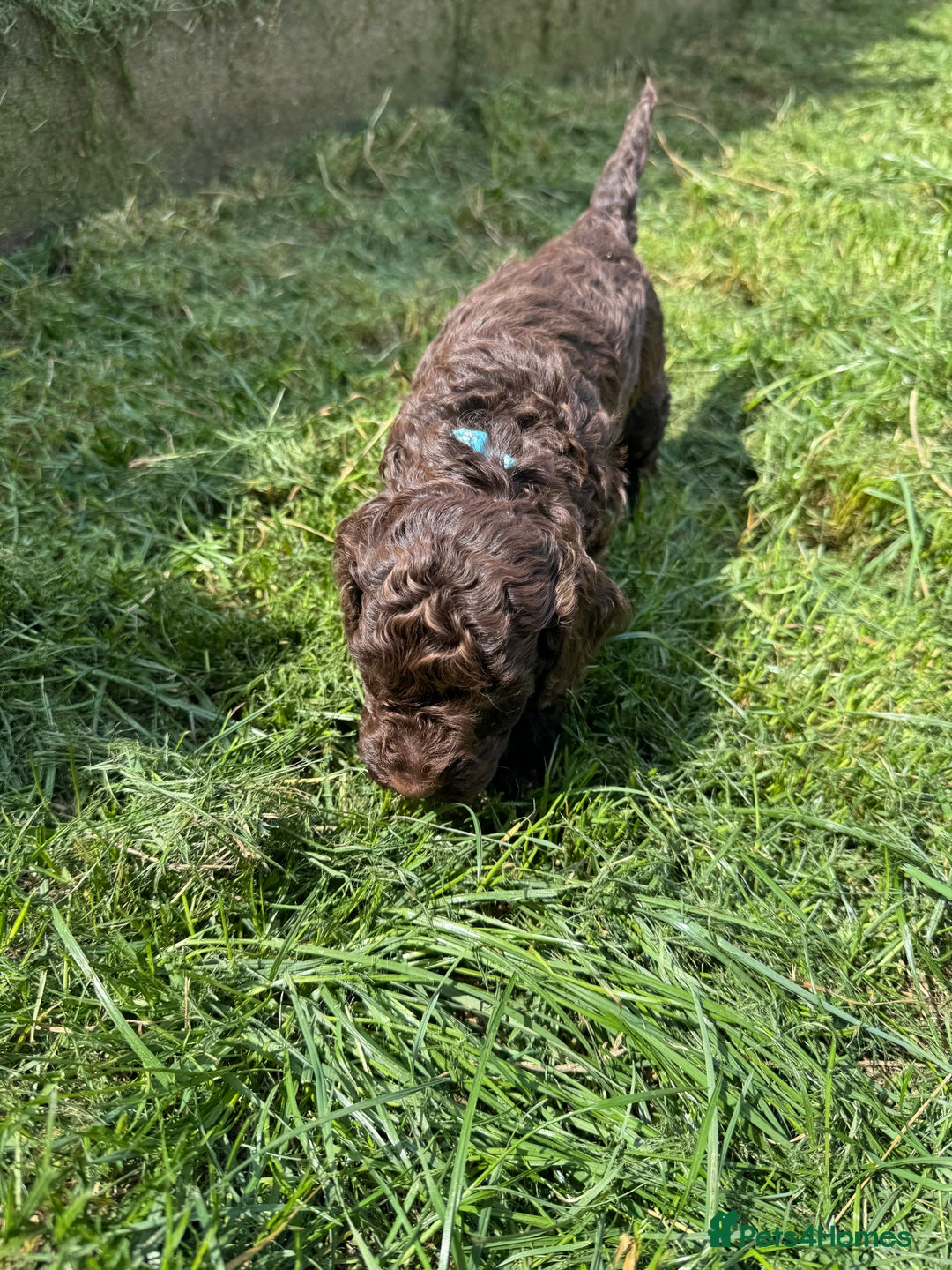 Cockapoo dogs for sale: F2 Cockapoo  - Image 3