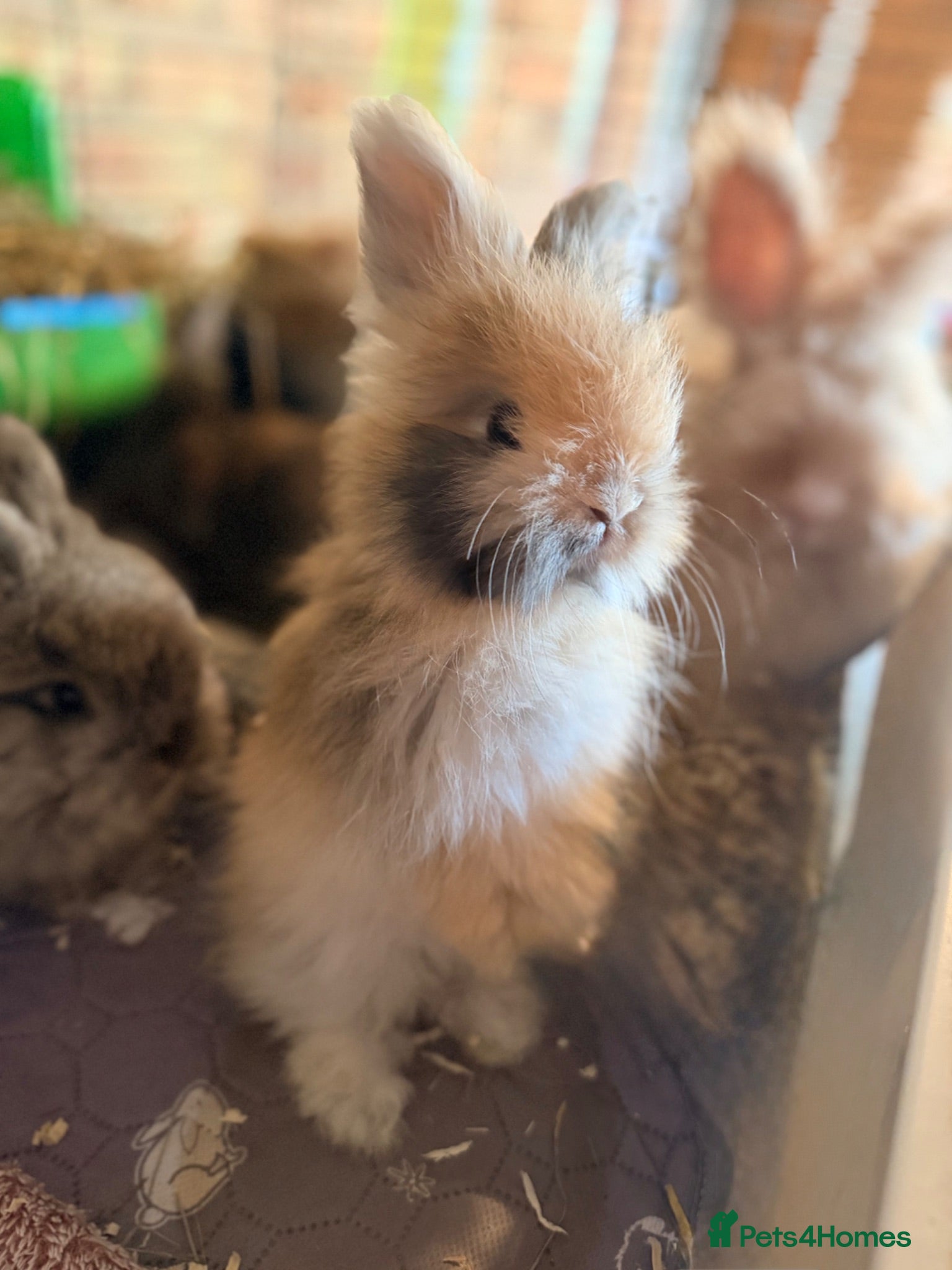 Angora rabbits Angora buns - Advert 1